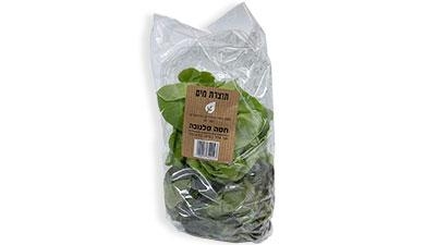 חסה סלנובה תוצרת מים משק מזור