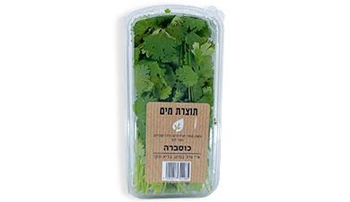 כוסברה תוצרת מים