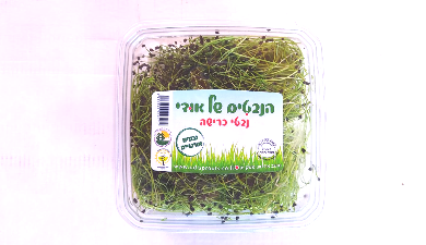 נבטי כרישה הנבטים של אודי