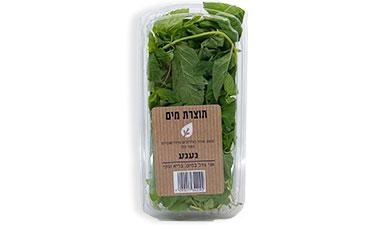 נענע תוצרת מים משק מזור