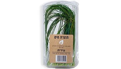 עירית על המים, הידרופוני