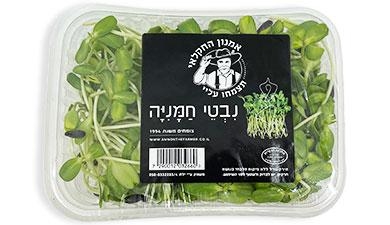 נבטי חמניה אמנון החקלאי