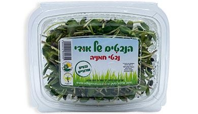 נבטי חמניה הנבטים של אודי, פרימיום