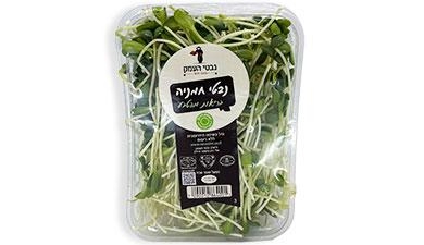 נבטי חמניה נבטי העמק