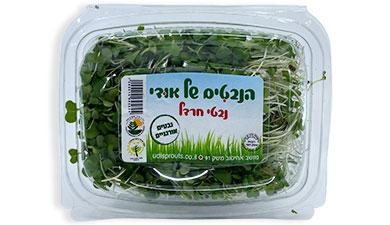 נבטי חרדל הנבטים של אודי